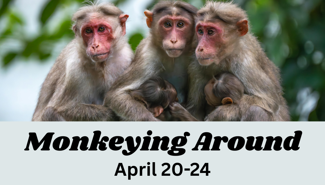Monlkeying Around